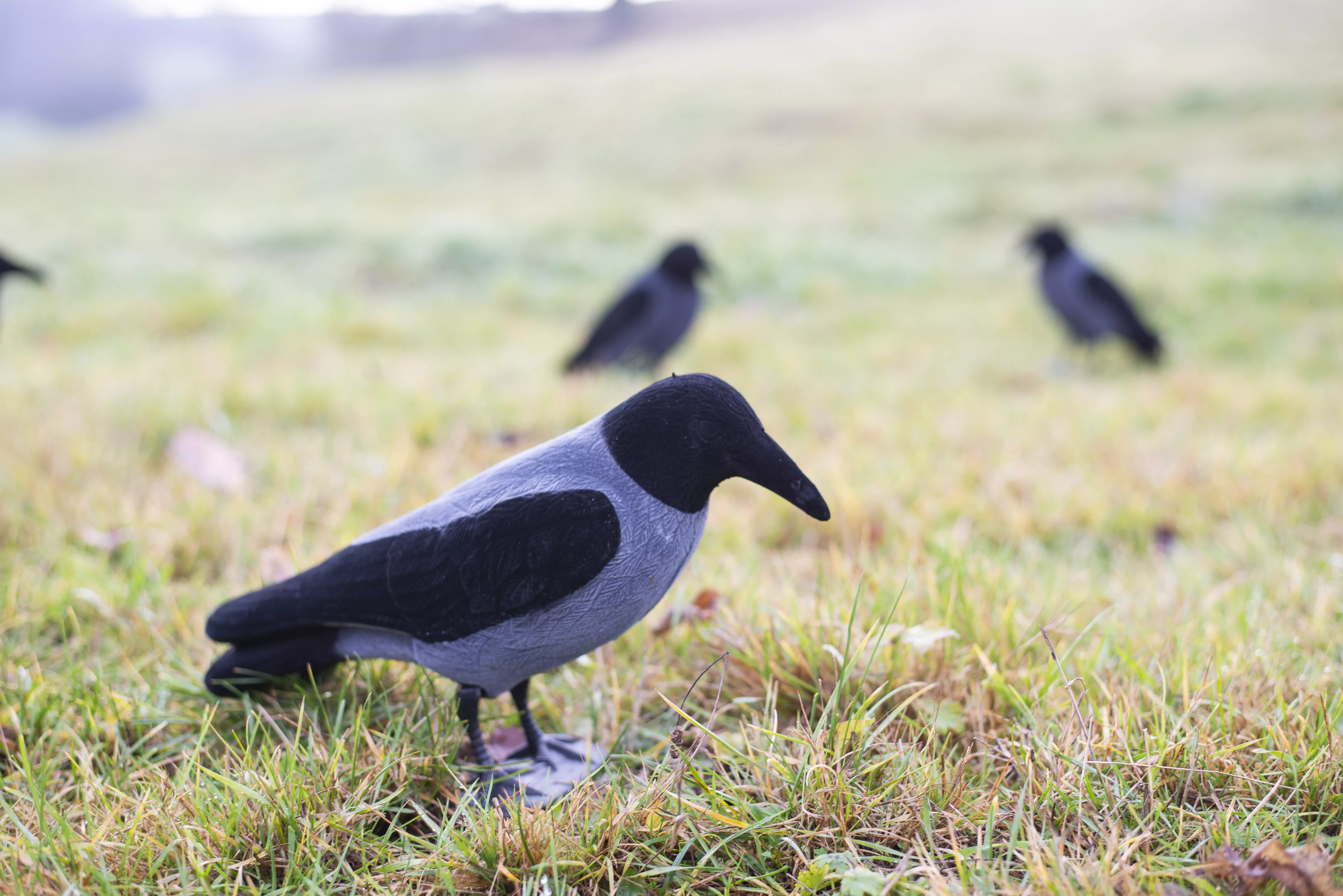 Beflockte Nebelkrähe Vollkörper