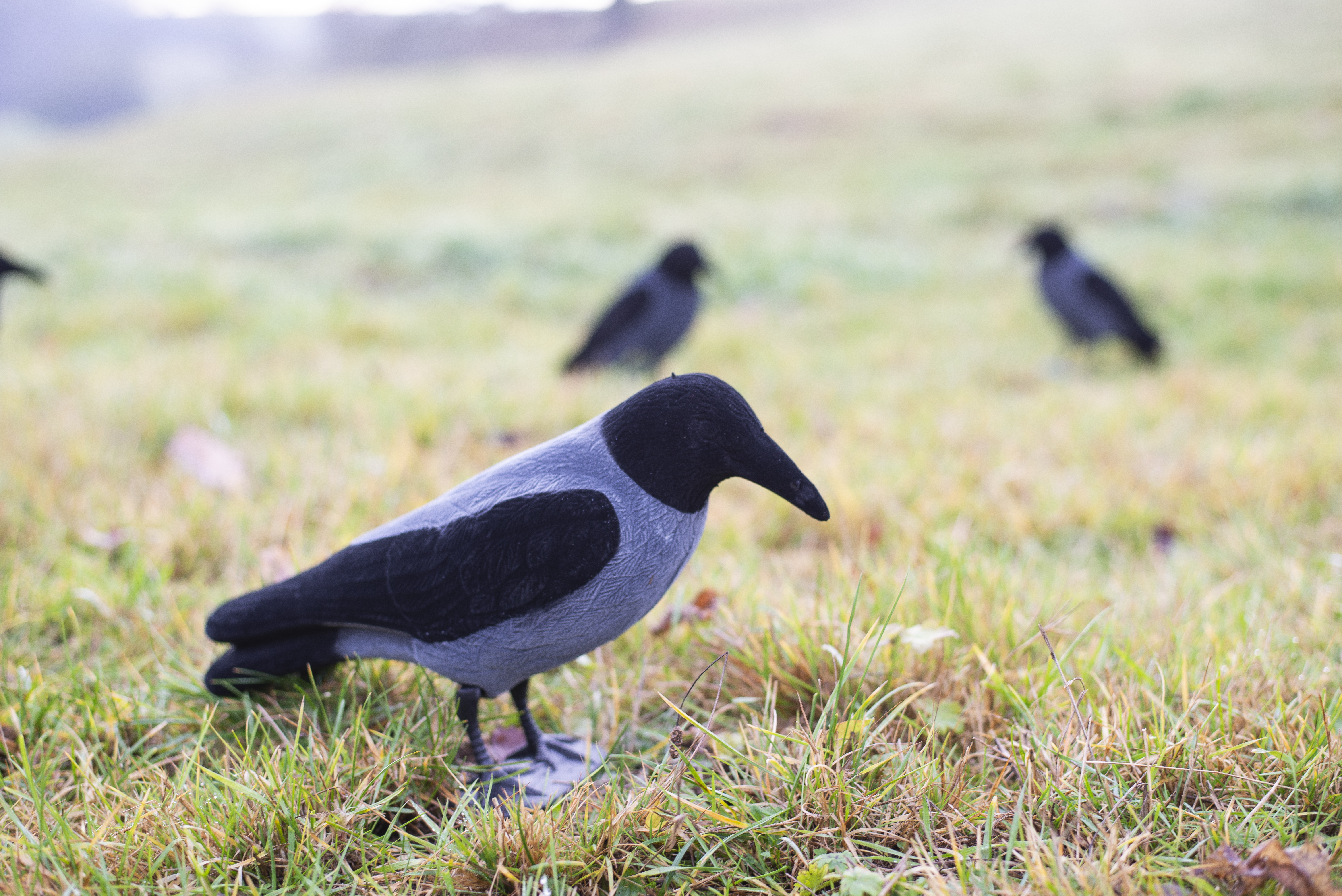 Beflockte Nebelkrähe Vollkörper