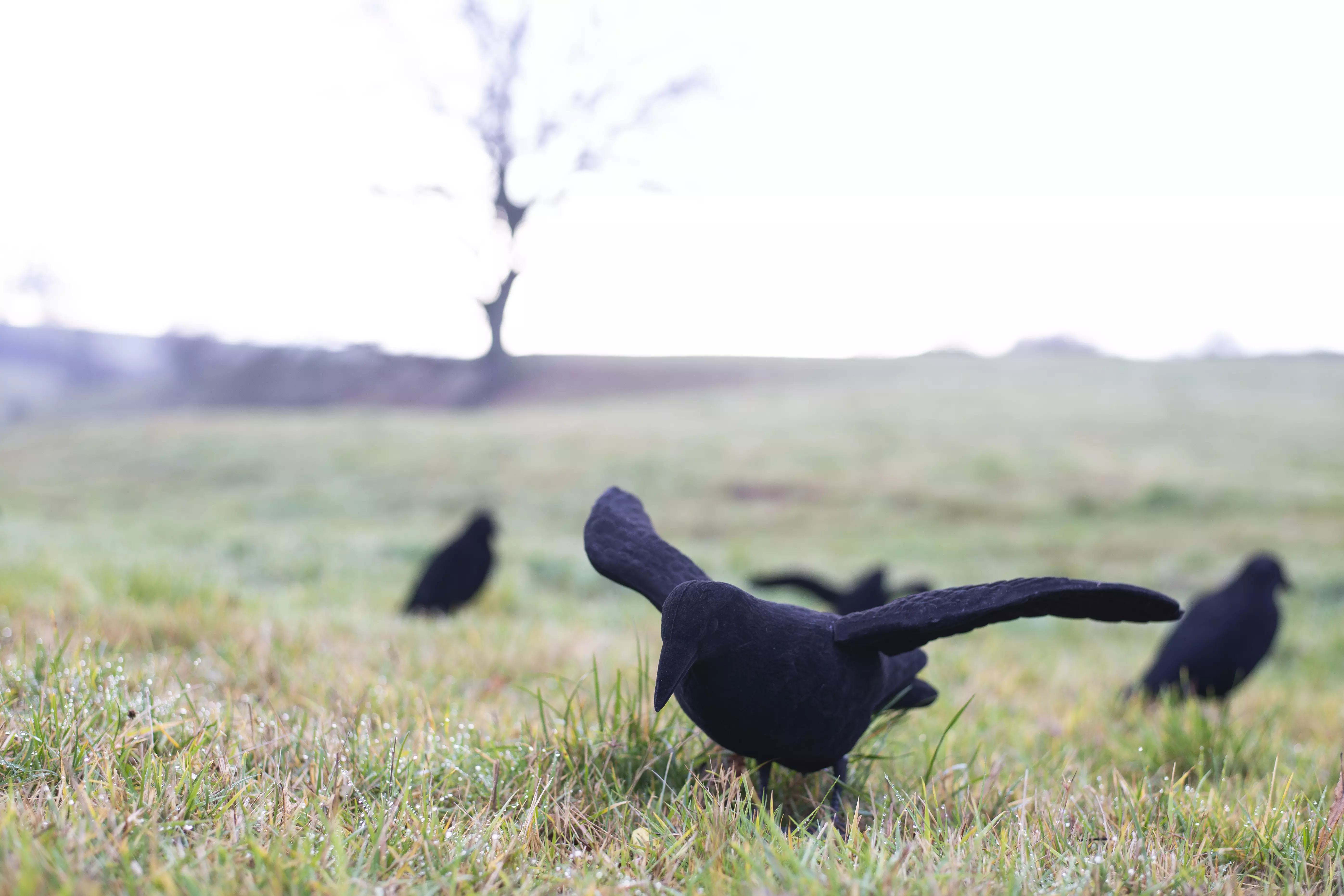 Beflockte Lockkrähe mit Flügeln