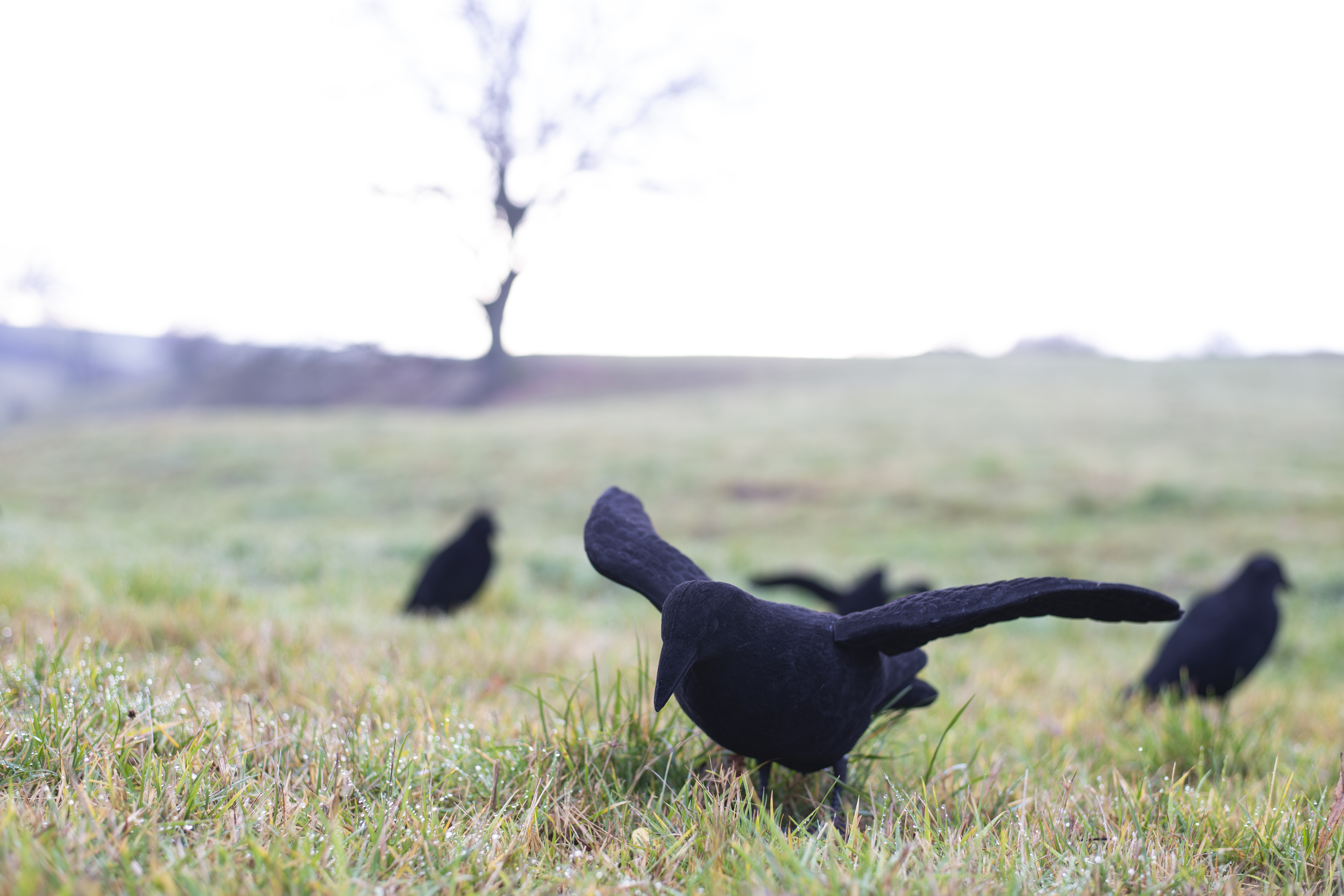 Beflockte Lockkrähe mit Flügeln