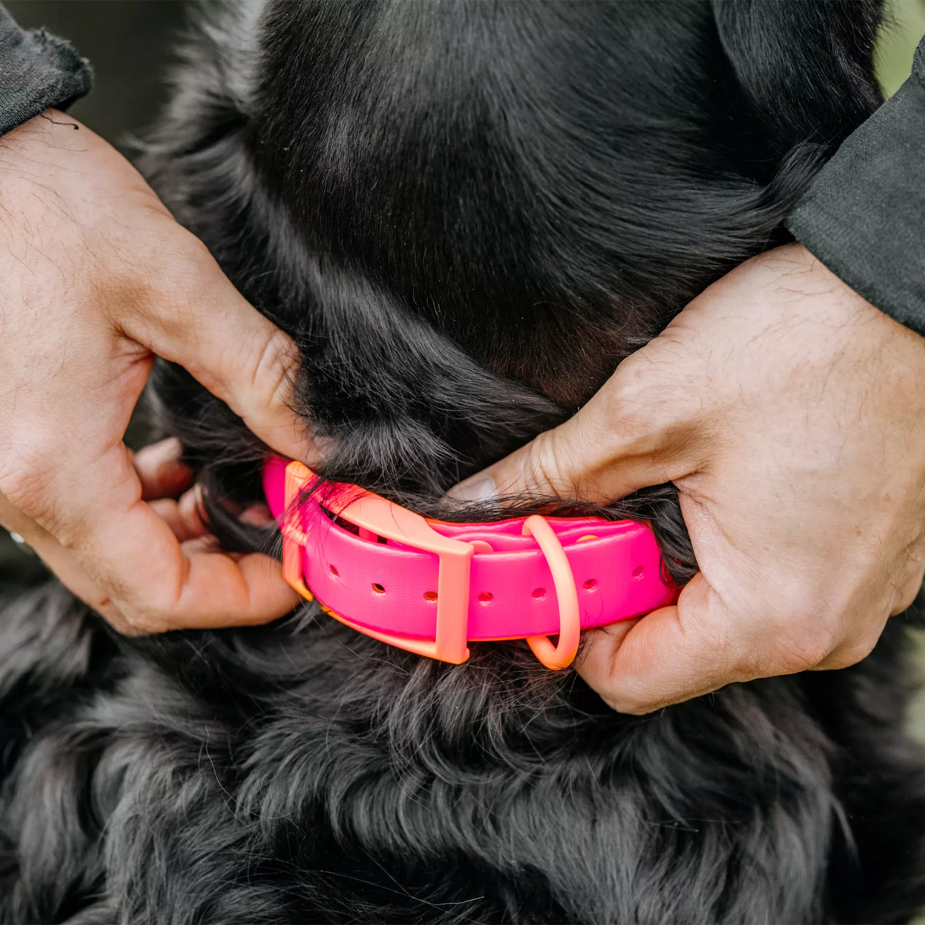 HP&G Hundehalsband 19mm Pink