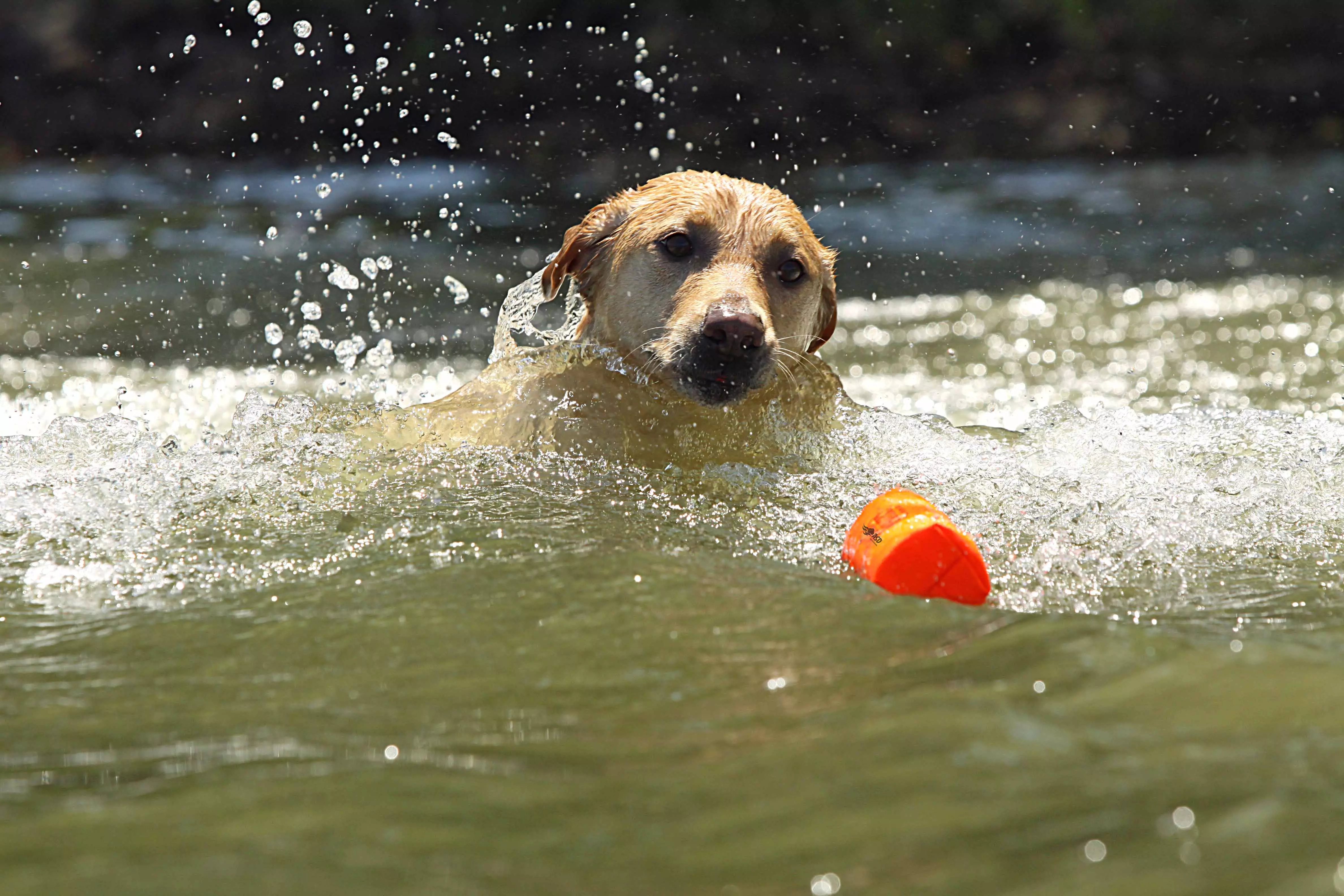 3"Canvas Bumper Orange 3"Canvas Bumper Orange