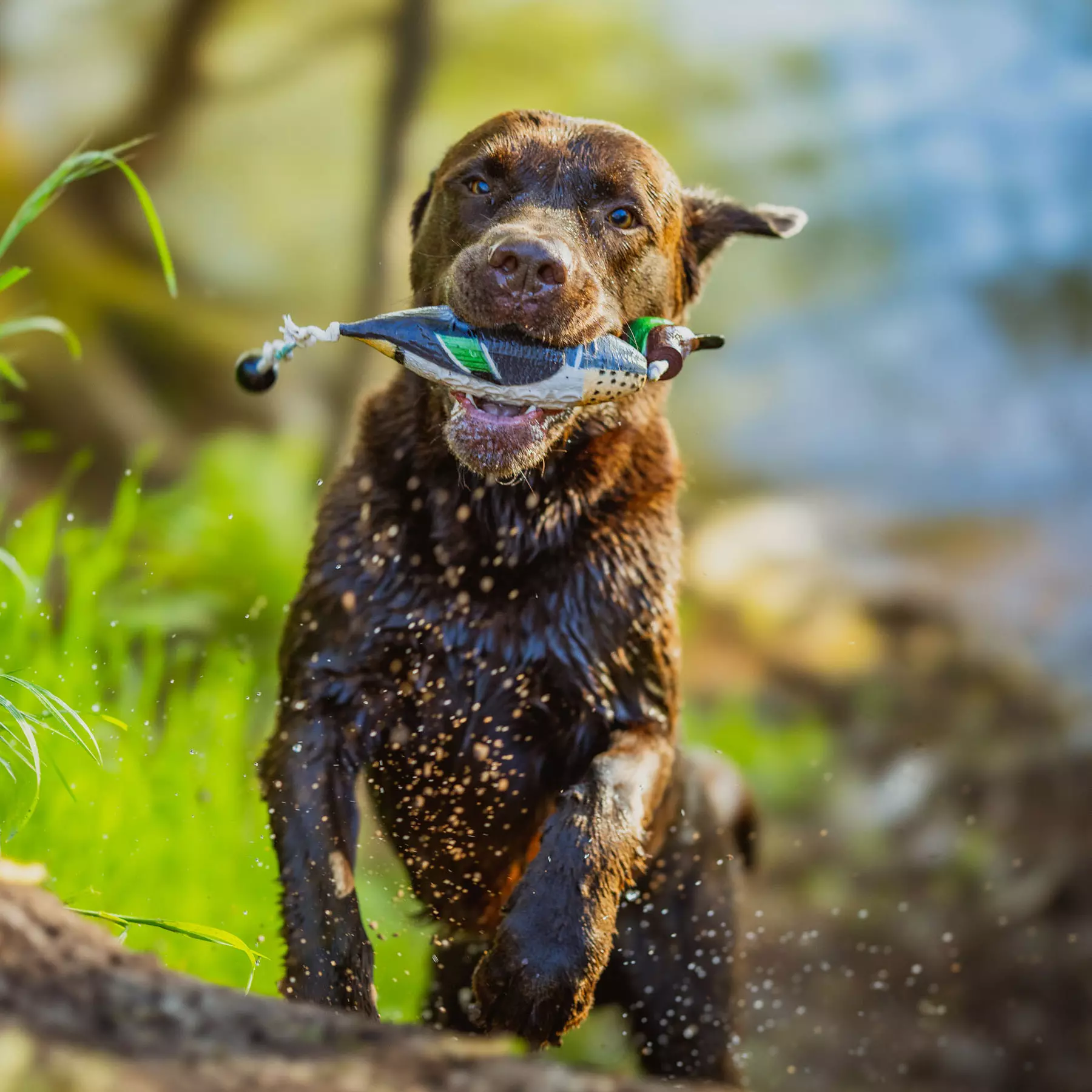 HP&G Apportierdummy Krickente