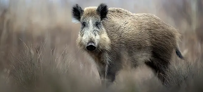 huntify_jagdzubehoer_schwarzwild-jagd