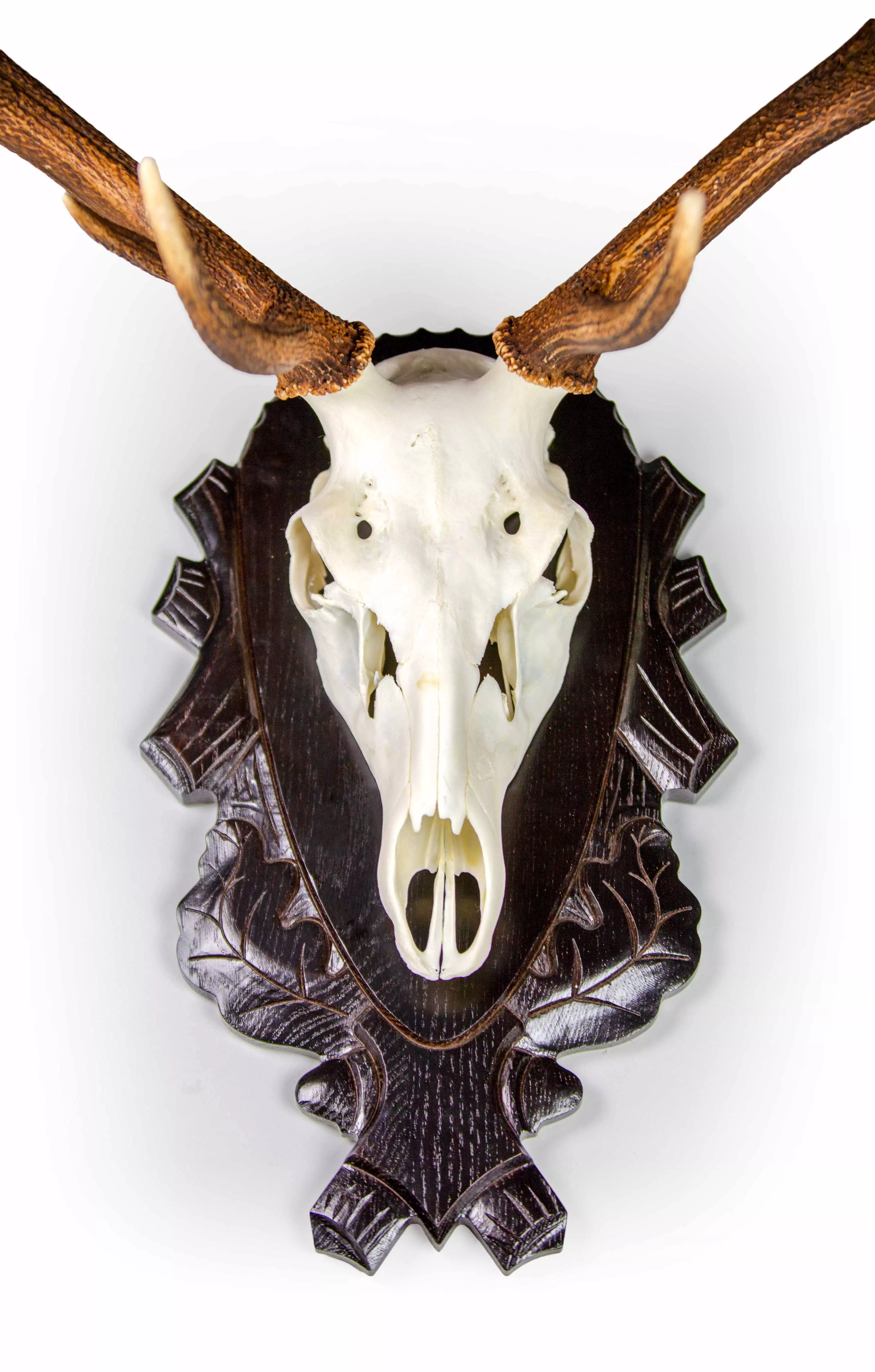 Trophäenhalterung Hirsch