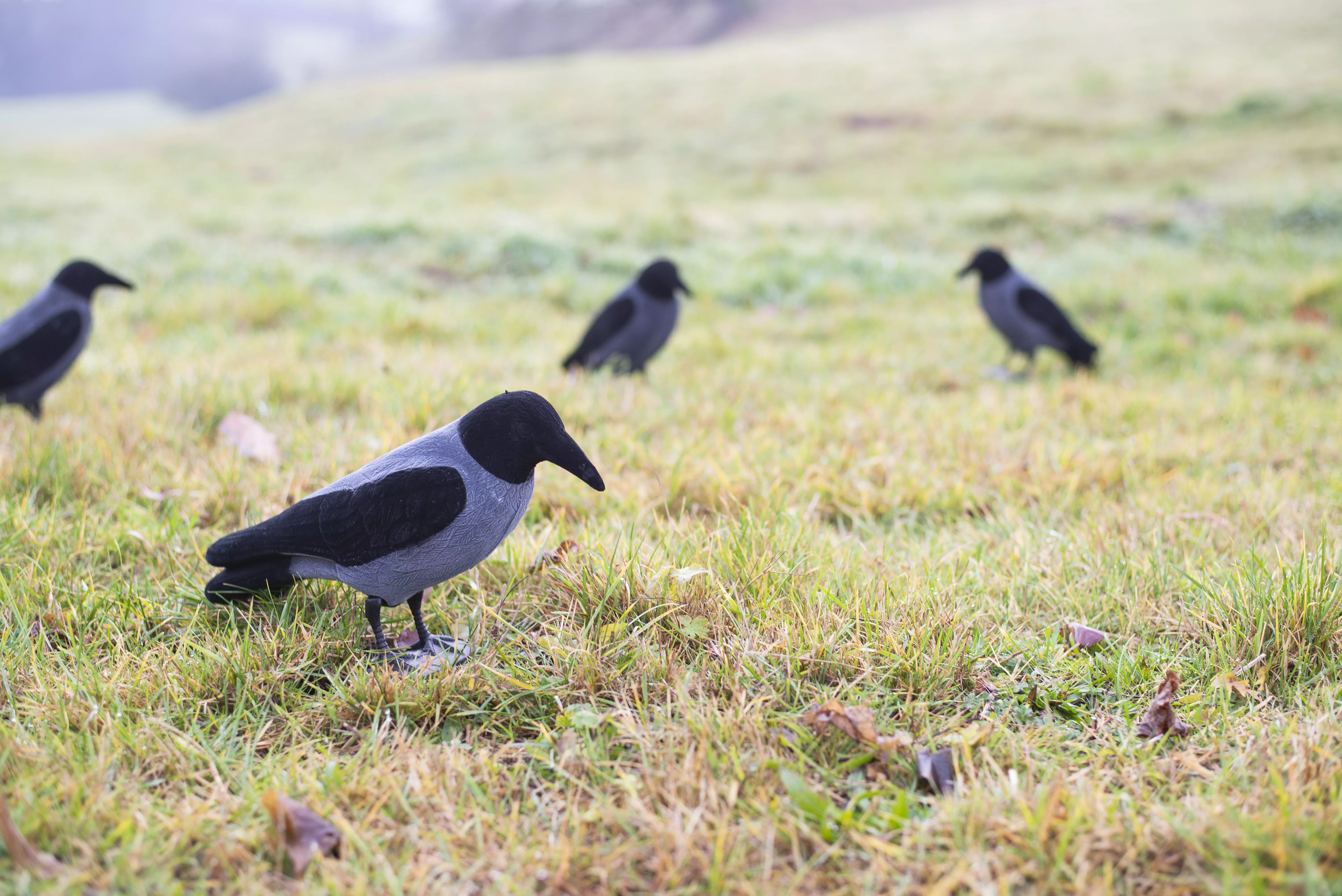 Beflockte Nebelkrähe Vollkörper