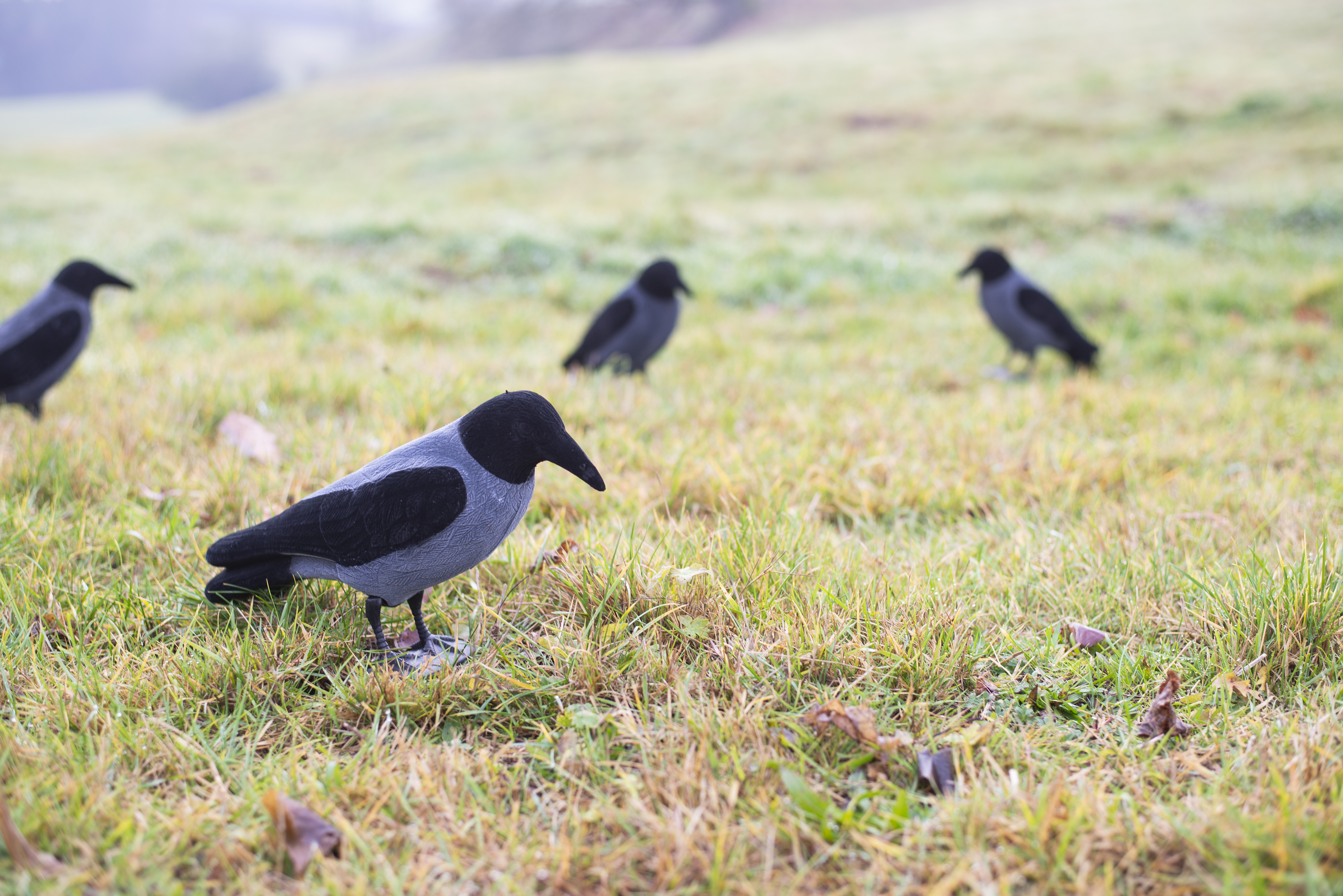 Beflockte Nebelkrähe Vollkörper