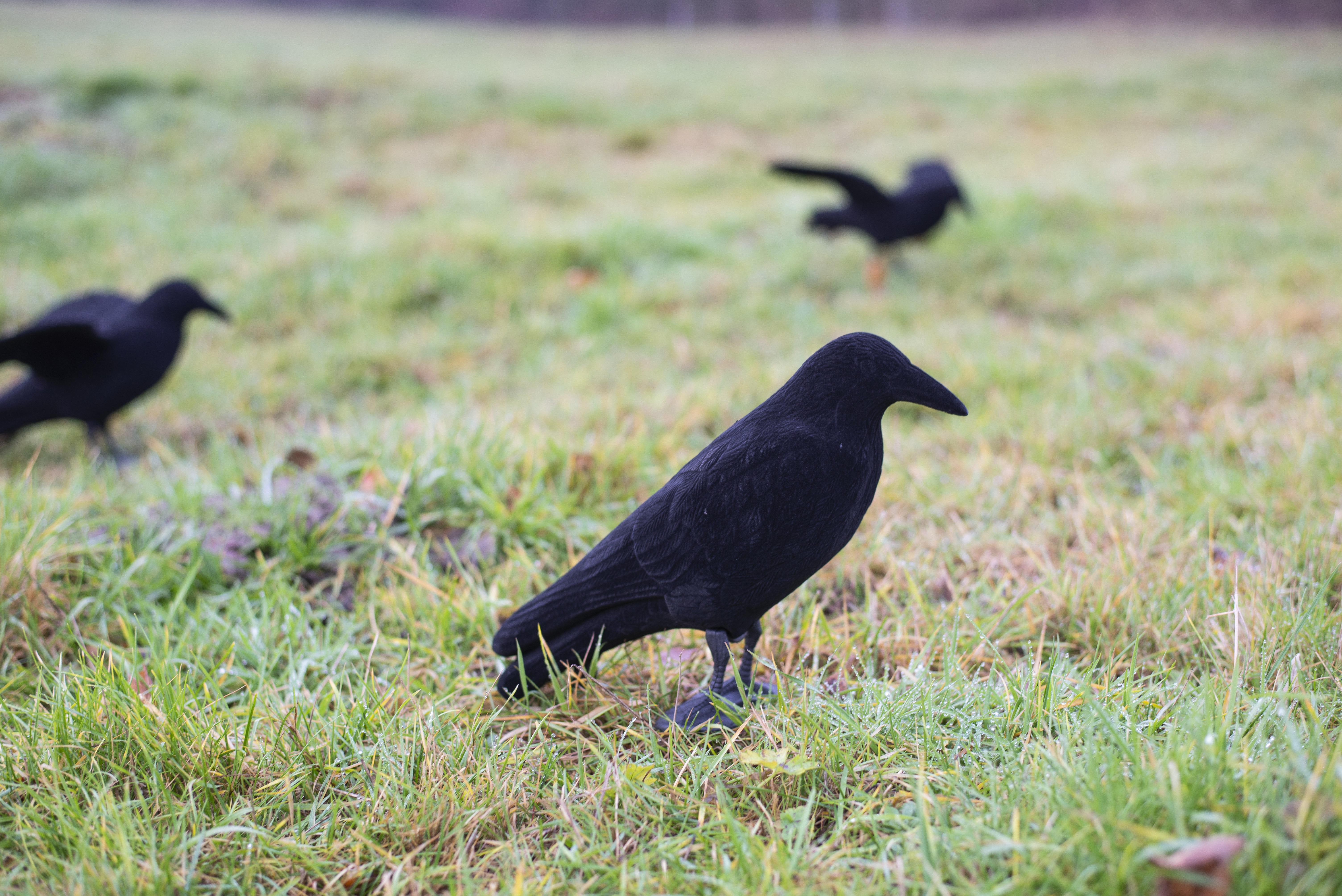 Beflockte Vollkörper Lockkrähe 
