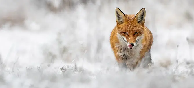 huntify_jagdzubehoer_fuchsjagd