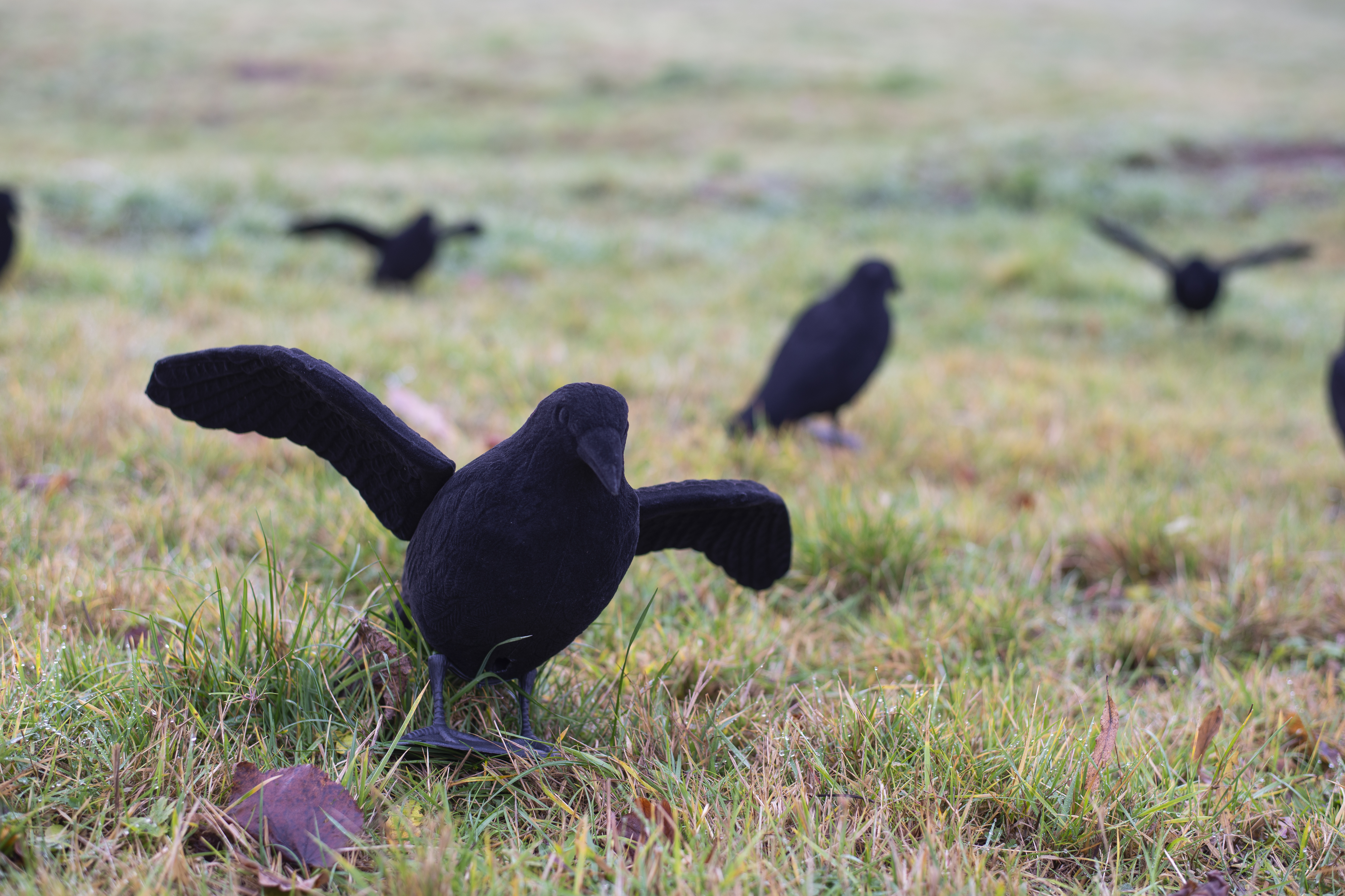 Beflockte Lockkrähe mit Flügeln