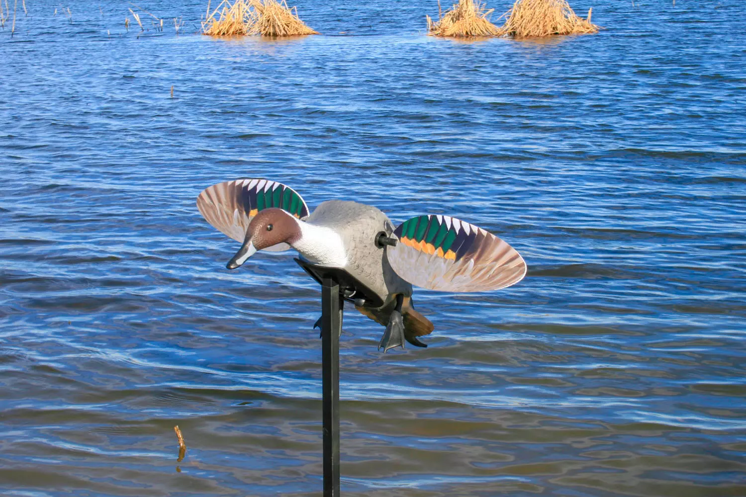 MOJO ES Pintail