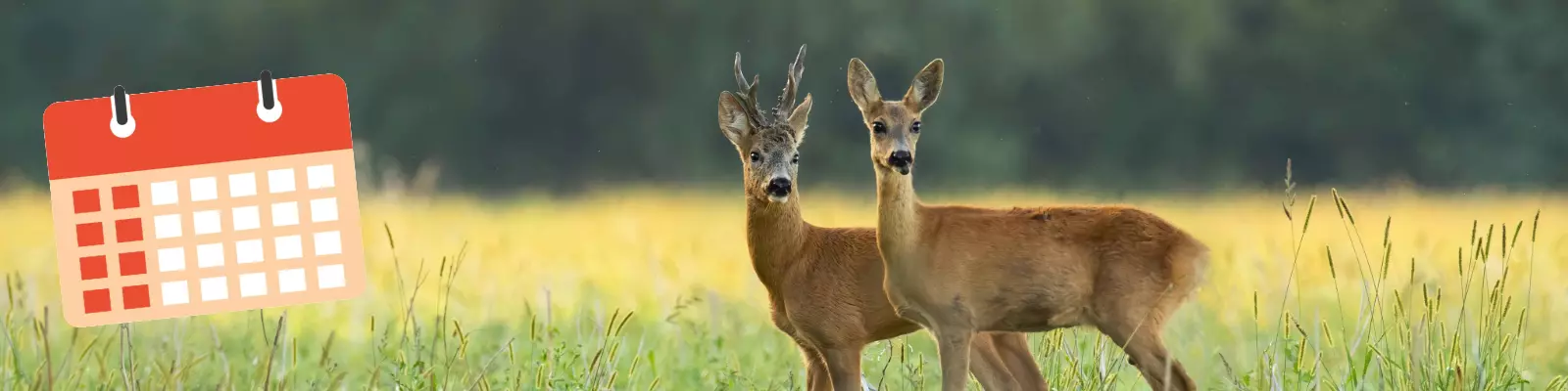 huntify_wissen_rehjagdkalender_banner huntify_wissen_rehjagdkalender_banner