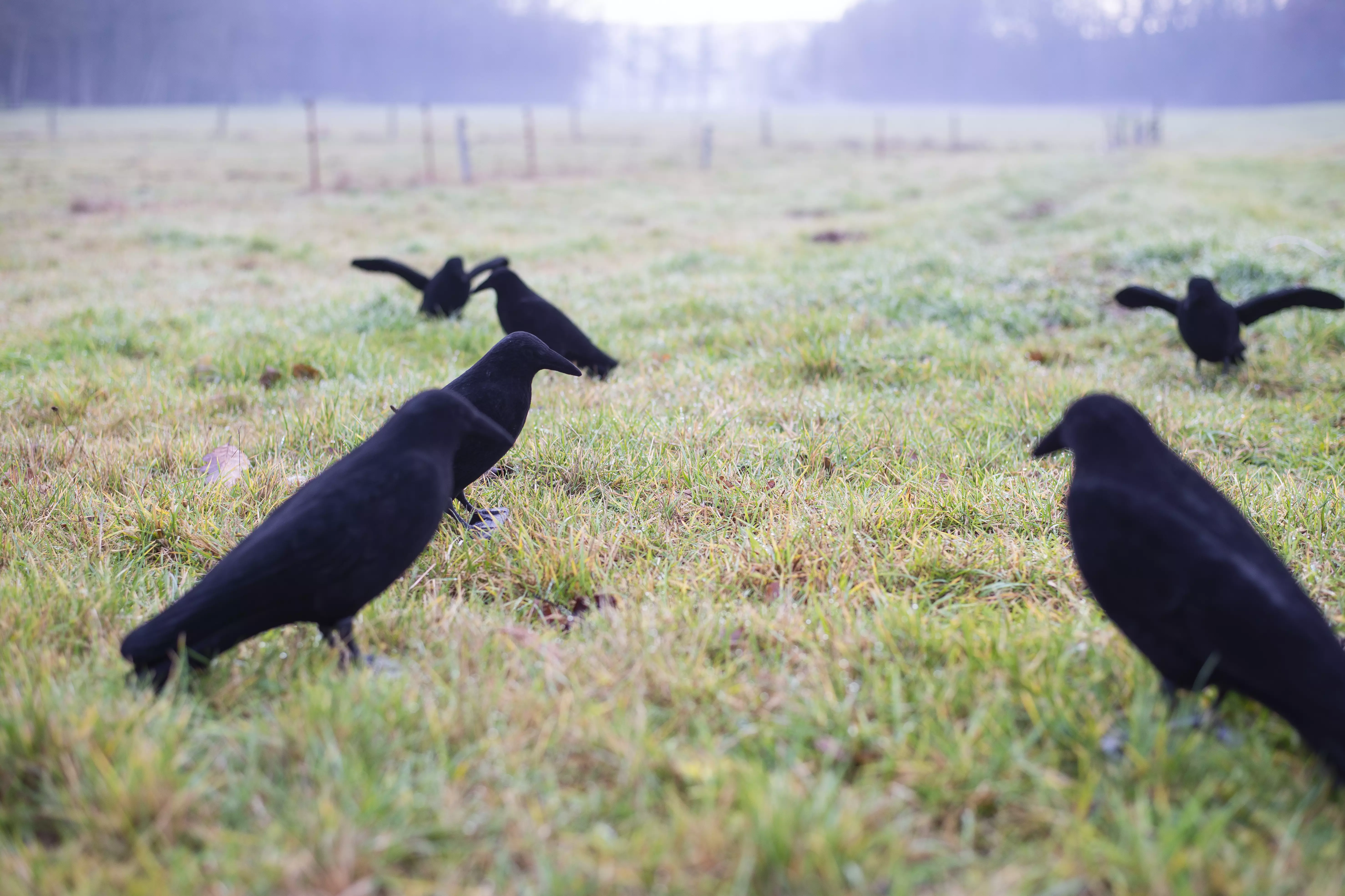 Beflockte Vollkörper Lockkrähe 