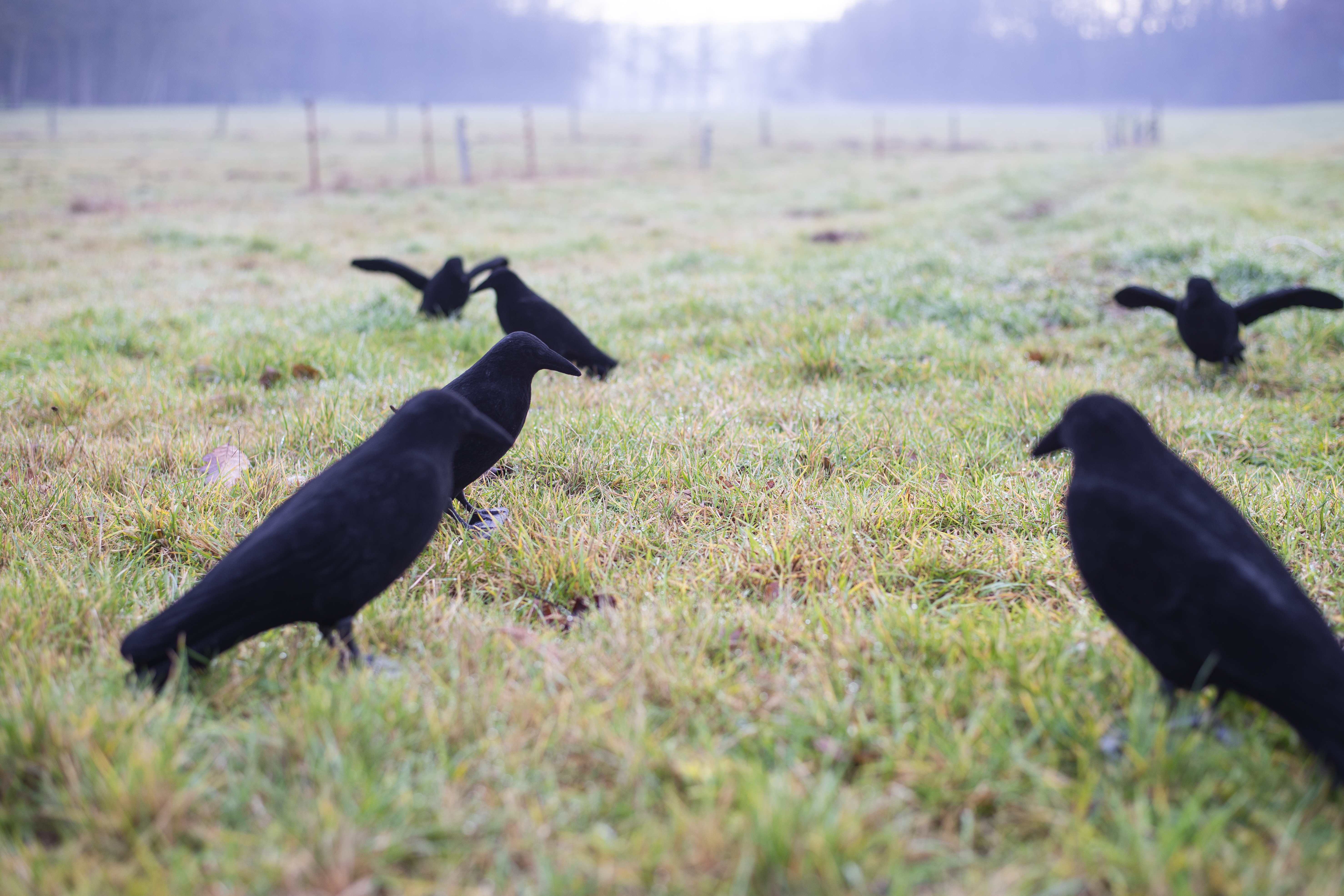 Beflockte Vollkörper Lockkrähe 