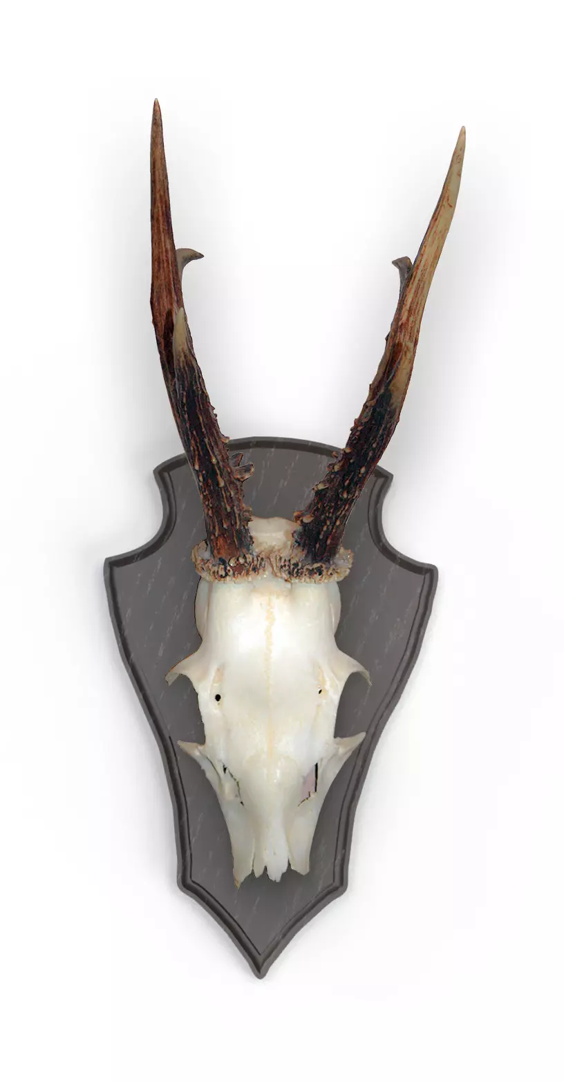 10x Rehbockbrett Eiche 2 22x13 dunkel 10x Rehbockbrett Eiche 2 22x13 dunkel