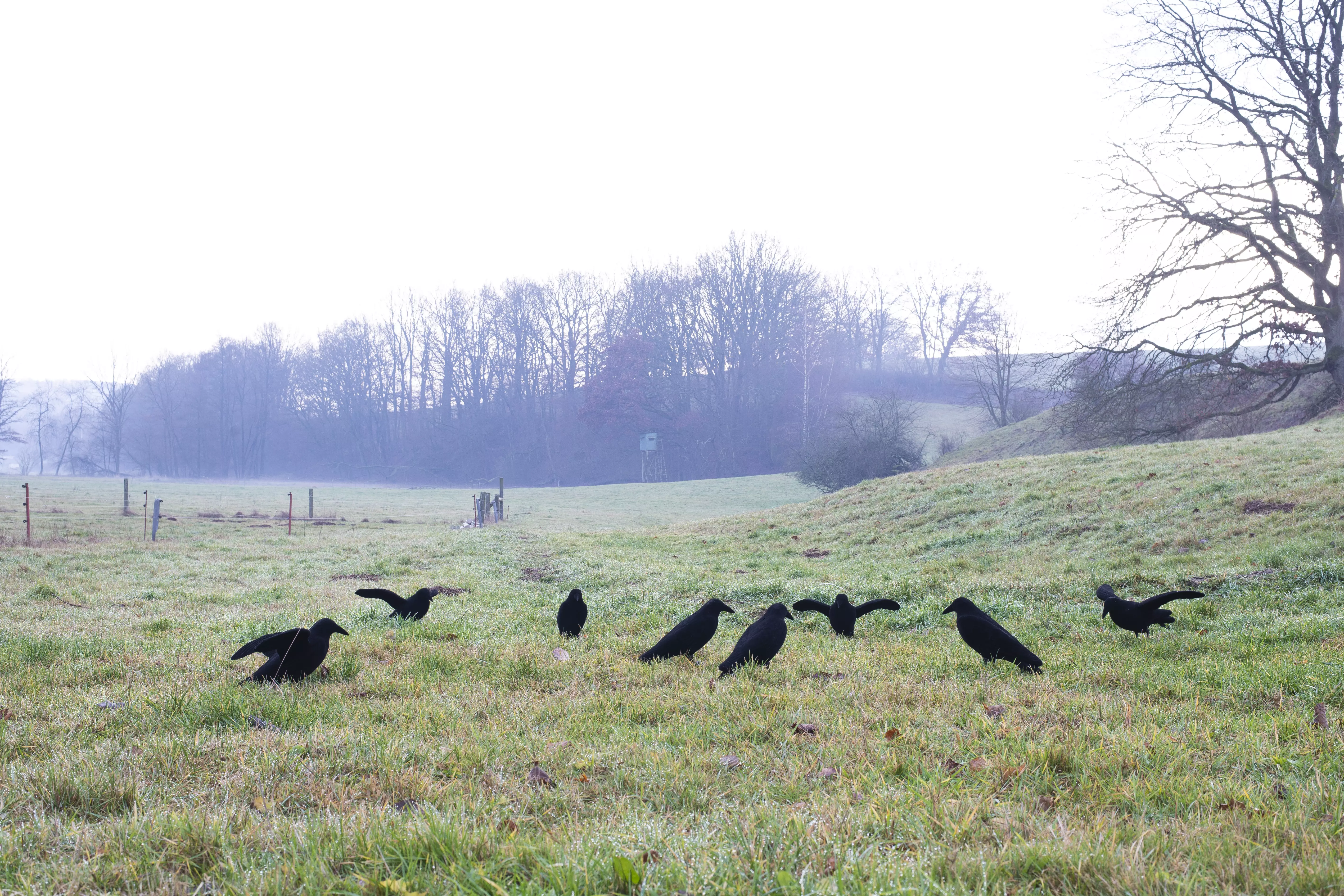 Beflockte Lockkrähe mit Flügeln Beflockte Lockkrähe mit Flügeln