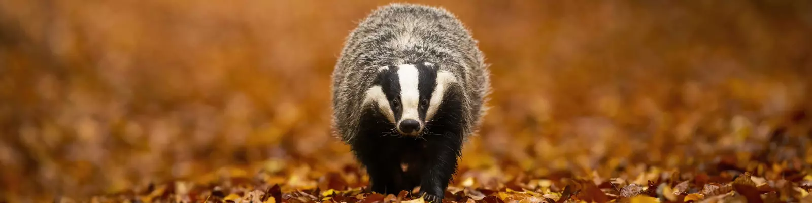 huntify_wissen_pirschjagd_auf_den_dachsr_banner