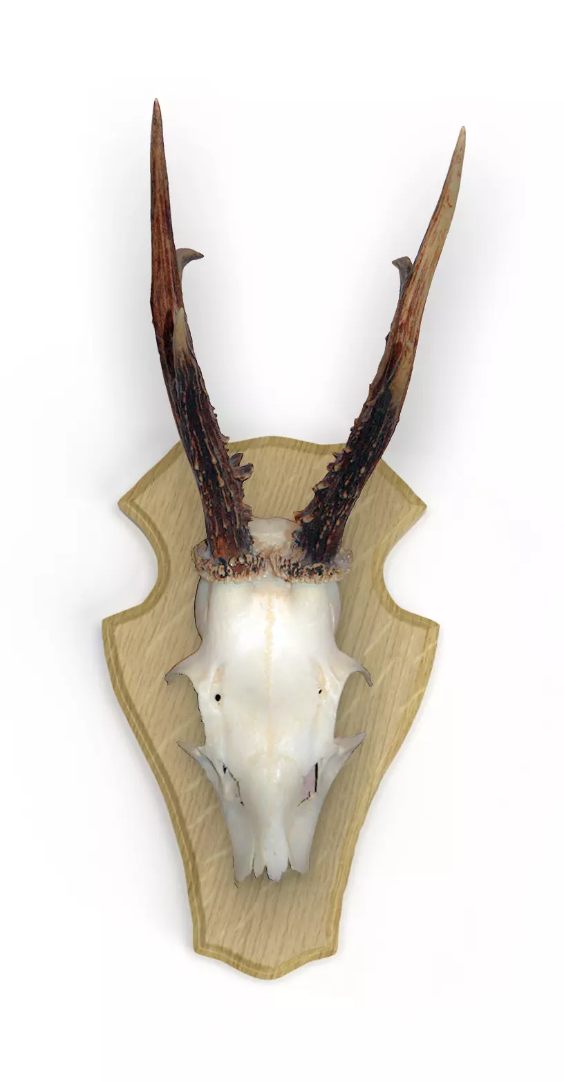 5x Trophäenschild für Rehbock 22x13cm helll (Eiche 1) 5x Trophäenschild für Rehbock 22x13cm helll (Eiche 1)