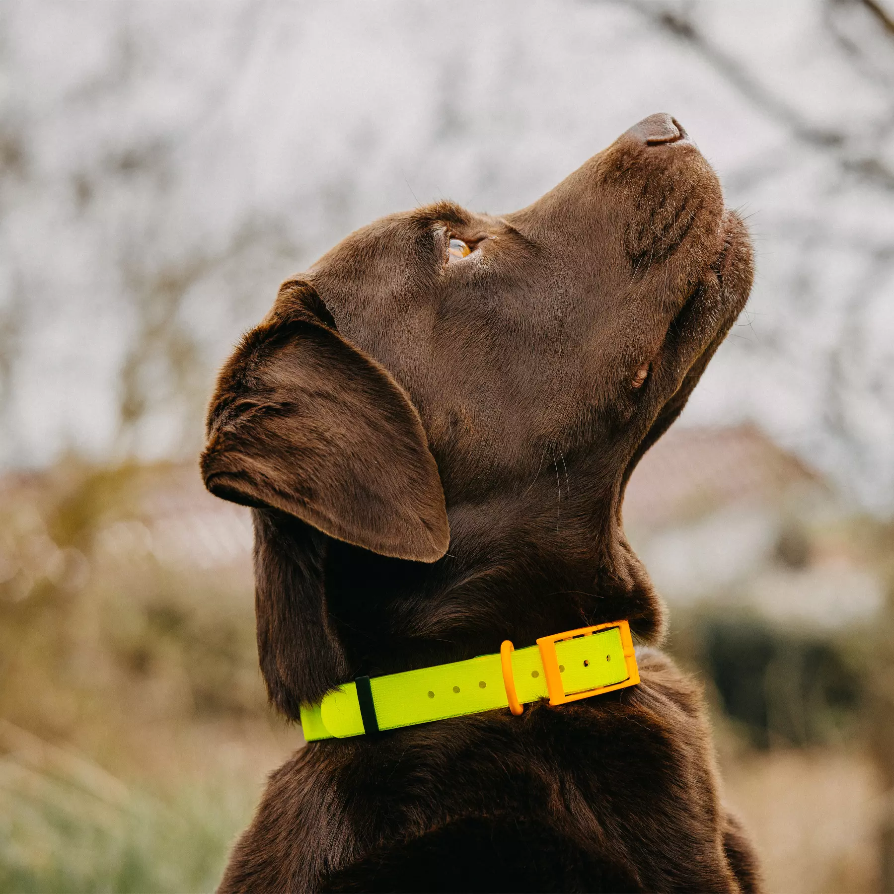 HP&G Hundehalsband 19mm Gelb HP&G Hundehalsband 19mm Gelb