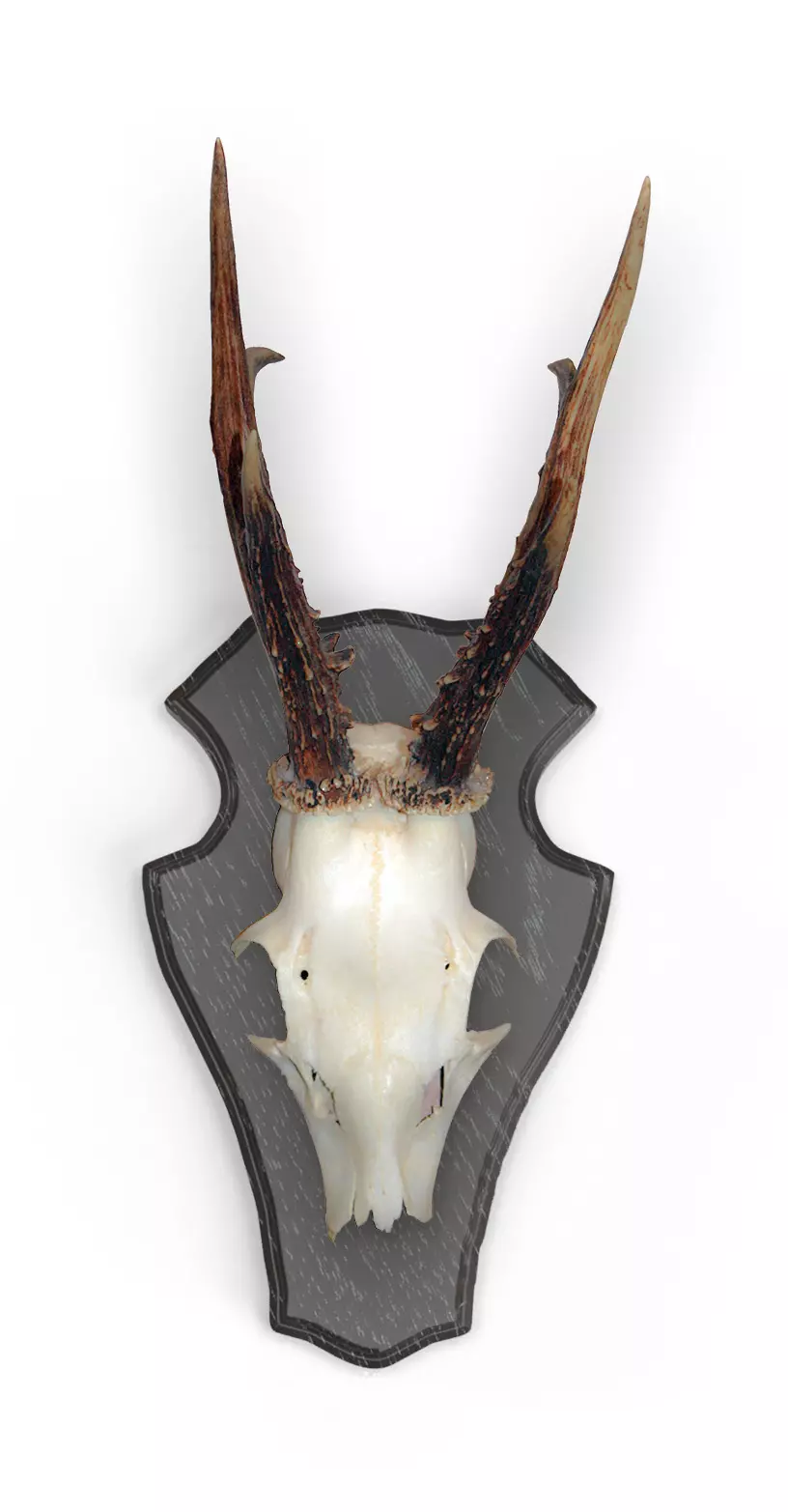 5x Rehbockbrett Eiche 1 22x13 dunkel 5x Rehbockbrett Eiche 1 22x13 dunkel