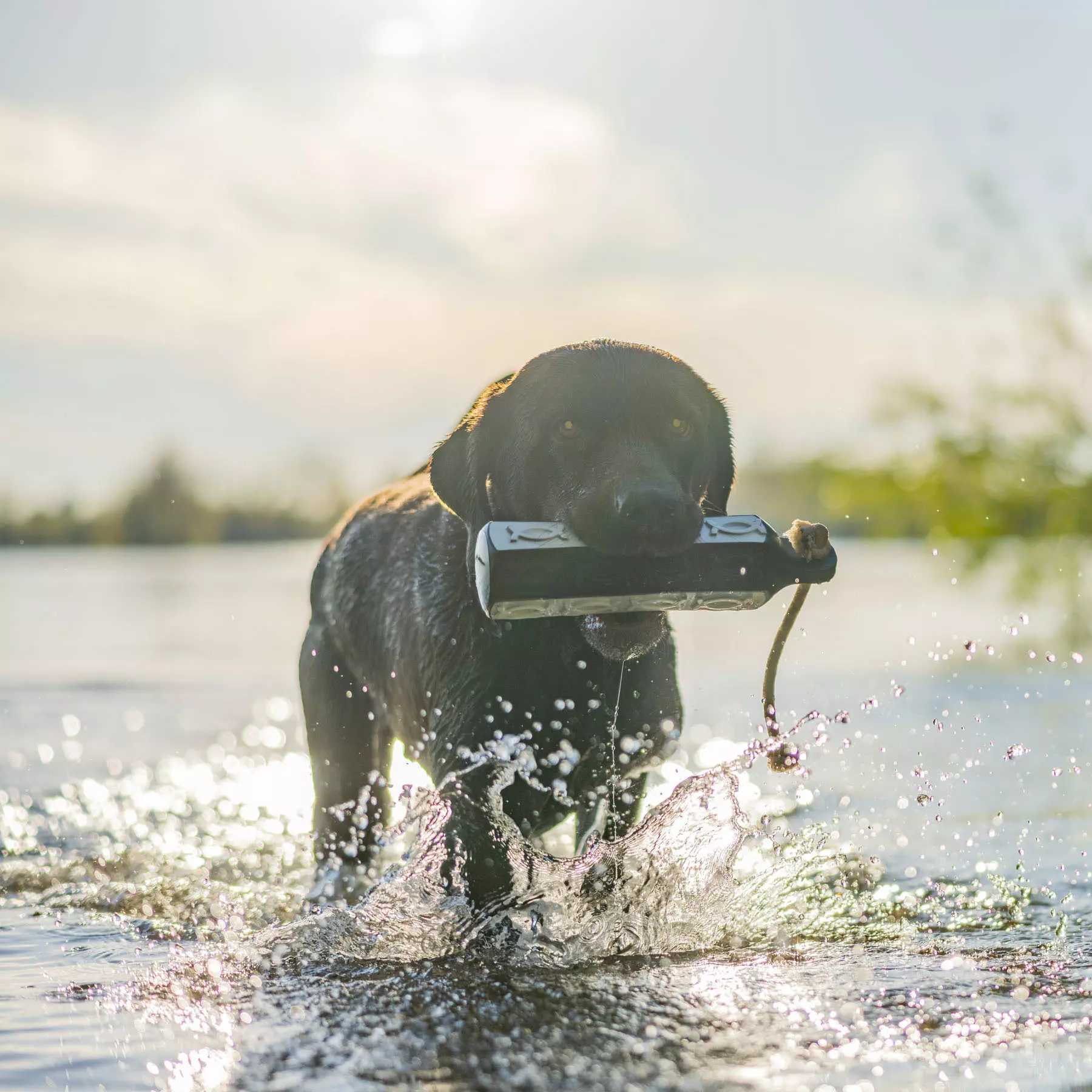 HP&G Apportierdummy Bumper 380g Flasher