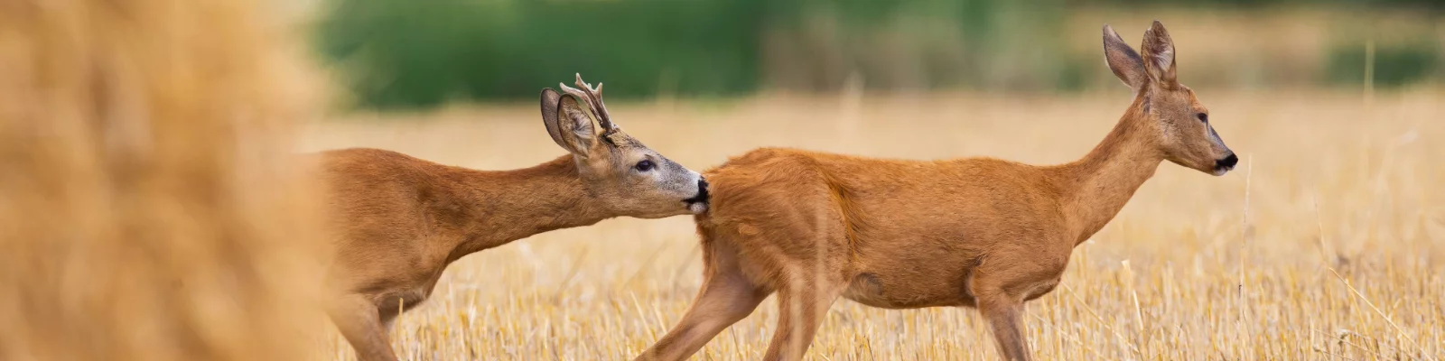 huntify_wissen_auf _in_die_blattzeit_banner