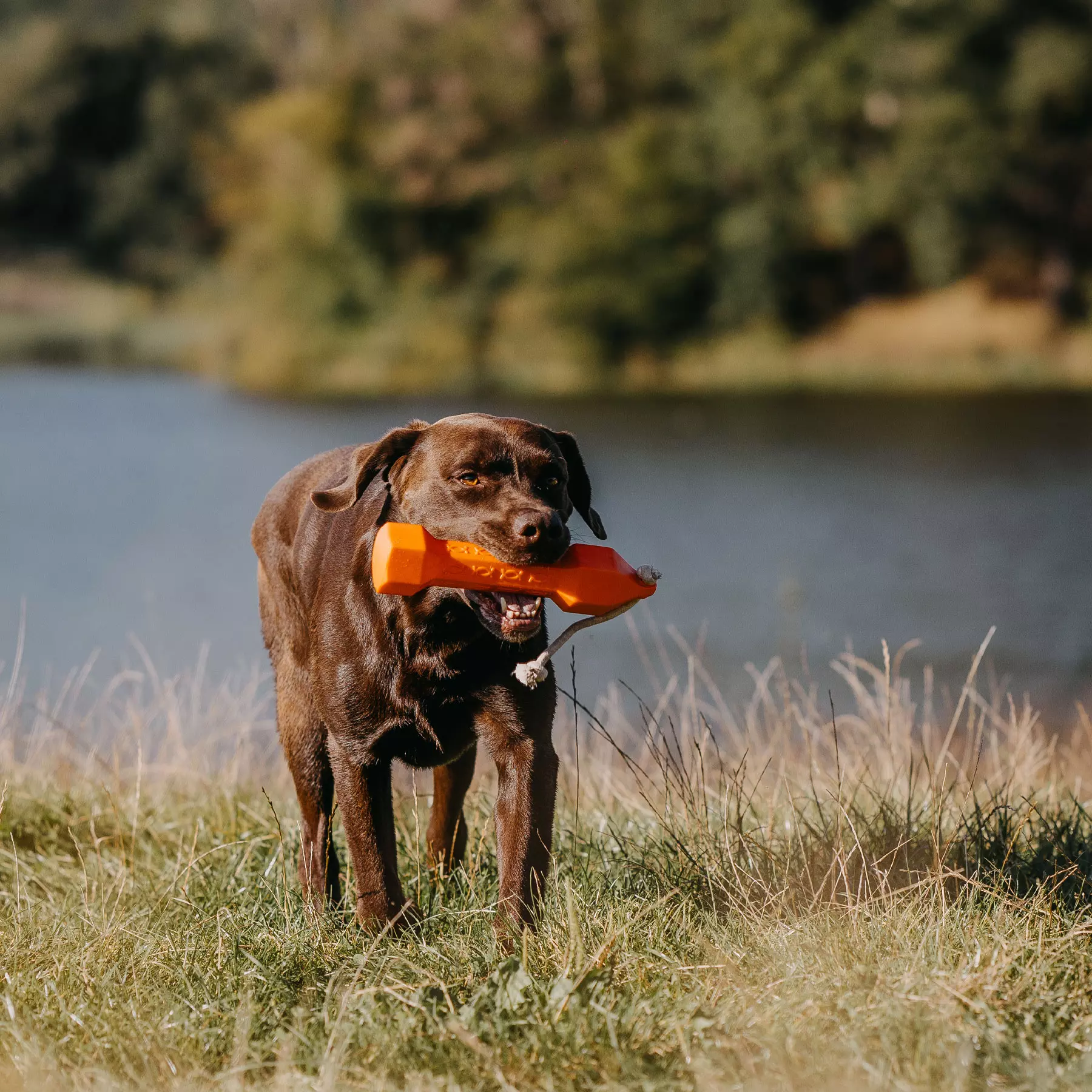 Apportierdummy Balance Bumper 320g Orange Apportierdummy Balance Bumper 320g Orange