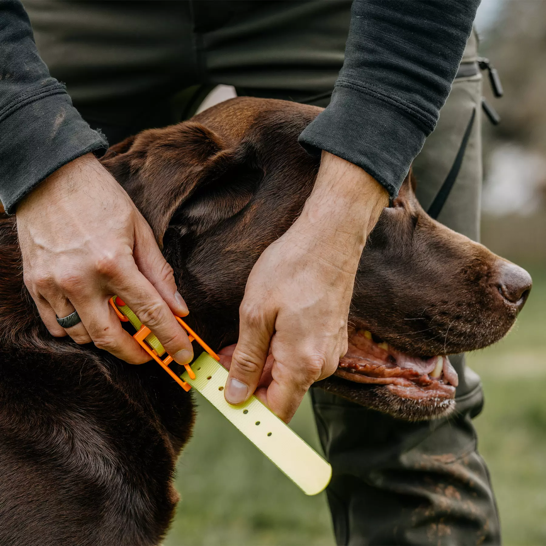 HP&G Hundehalsband 19mm Gelb