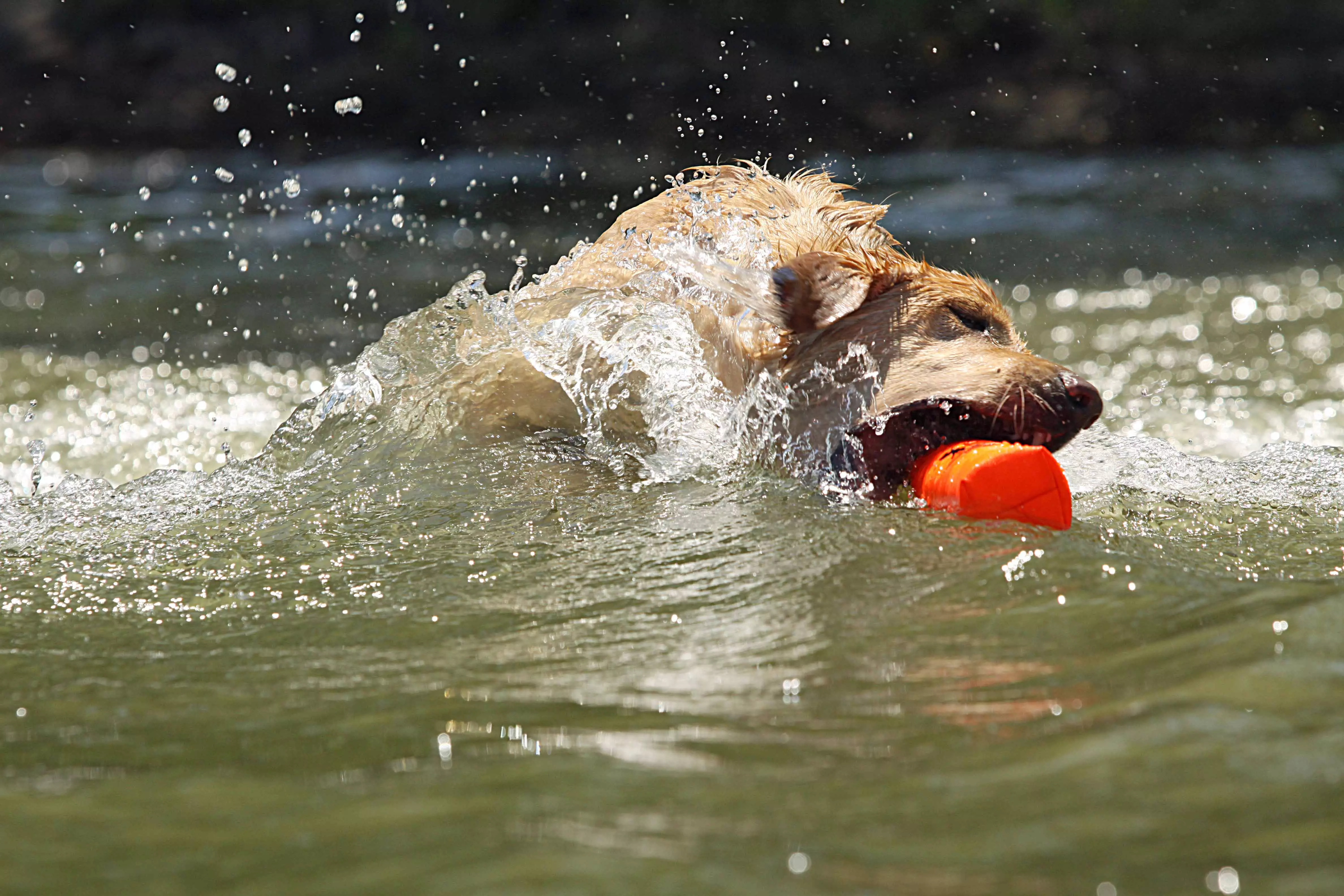 3"Canvas Bumper Orange 3"Canvas Bumper Orange