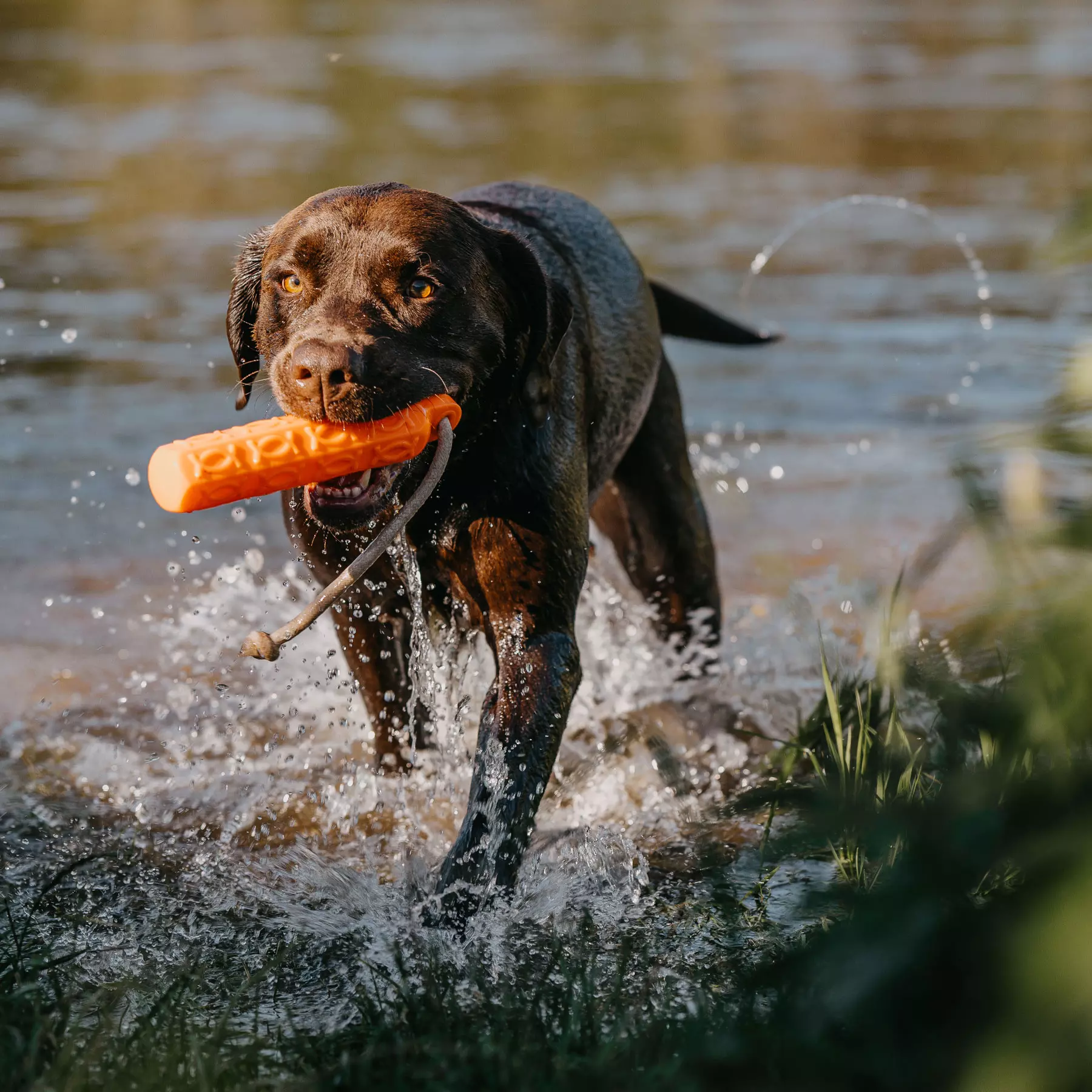 HP&G Apportierdummy Bumper 200g Orange