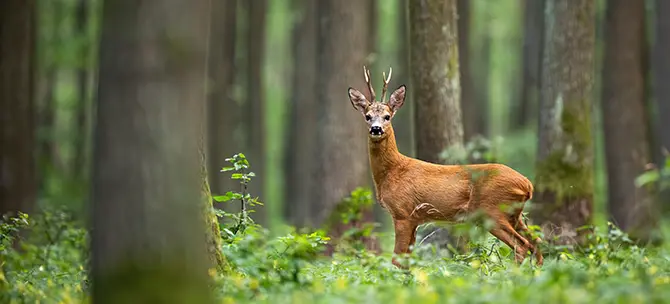 huntify_jagdzubehoer_blattjagd